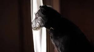 Sad Dog Looking Out Window At Rain