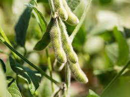 about soybean plants tips on how to