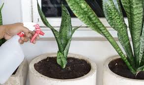 Air Purifying Houseplants Removing