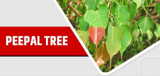 Top 5 Oxygen Producing Trees In India