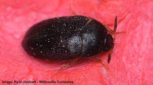 Types Of Small Black Bugs With