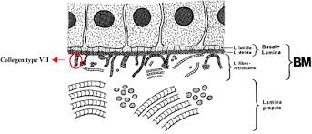 Basement Membrane Properties And Their