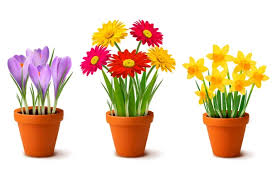 100 000 Flower Pot Vector Images