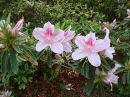 Identify An Azalea