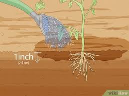 Water Plants Need