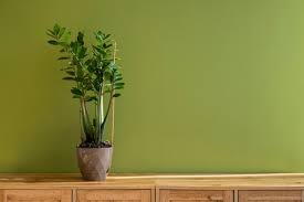 Green Wall Images Free On