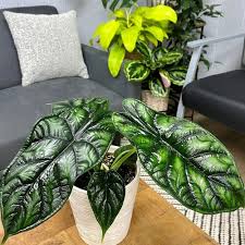 10 Small Houseplants Perfect For Tight