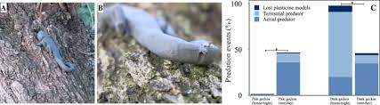 Sympatric Speciation In Wall Gecko