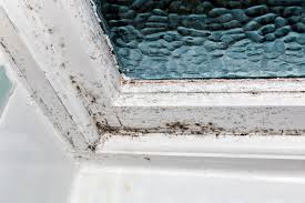 How To Clean And Control Mold Maid