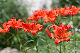 Common Flowers Used In Utah Flower Beds