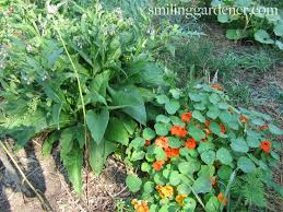 Permaculture Principles A Few Tips