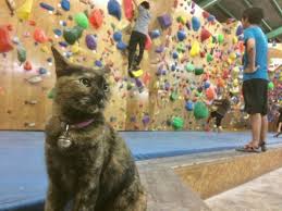 Cat Who Works At A Rock Climbing Gym