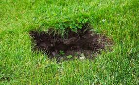 Why Mice Holes In Your Lawn Can Be