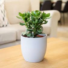 Easy Indoor Plants A Guide To Very