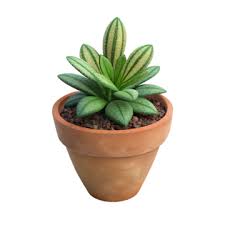 Houseplant Graphic Png Transpa