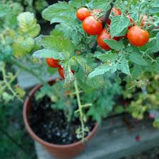 Container Vegetable Gardening Planet