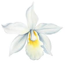 White Orchid Ilrations Stock
