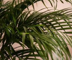 Indoor Palms A Care Guide For Your
