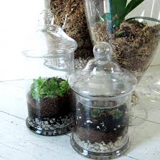 Succulent Terrariums How Did You Make