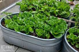 Container Vegetable Gardening For