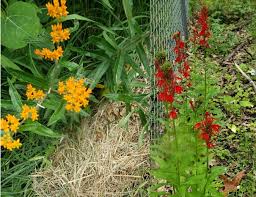 Planting For Hummingbirds Anoka