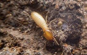 Identify Cricket Termite Droppings