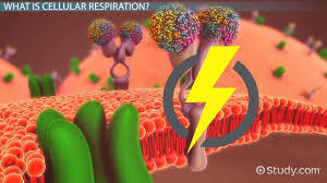 Cellular Respiration Process Purpose