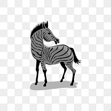 Cute Zebra Cartoon On White Background
