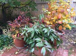 Balcony Gardens Planting Native Plants