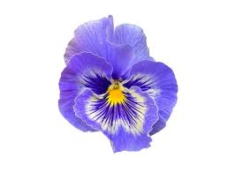 Closeup Blue Flower Isolated On