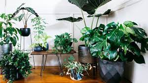 Beautiful Tropical Plants