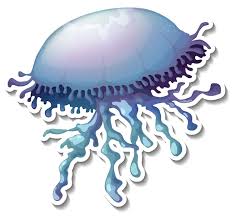 Transpa Jellyfish Images Free