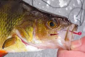 5 Baits For Winter Yellow Perch And How