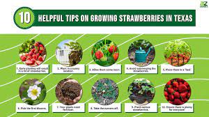 How To Grow Strawberries In Texas 10