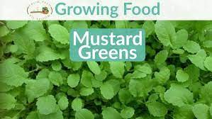 Mustard Greens How To Grow And When To