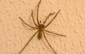 House Spiders Dangerous In Terre Haute