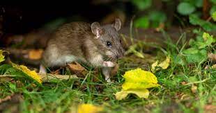 Rats From Your Garden Without Poison