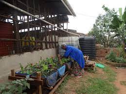 Aquaponics Farming Helps Ugandan Women