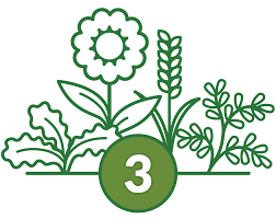 Green Cover Cover Crop Seed Custom