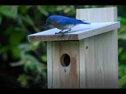 Building A Safe Home For Bluebirds