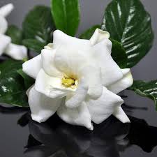 White Blooms Frostproof Gardenia Plant