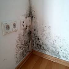 5 Ideas To Get Rid Of Mold In Your Home