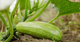 July Garden To Dos Northern Gardener