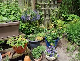 Herbs For Your East Facing Garden