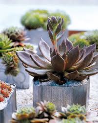 Container Garden Ideas To Add To Your Home