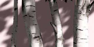 Stylized Birch Trees Pack 3d Model By