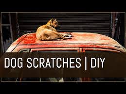 Dog Scratches Removal Deep Scratches