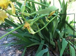 Curved Garden Stakes