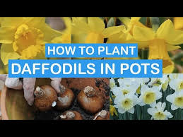How To Plant Daffodils In Pots Step By