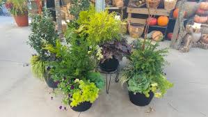 Winter Container Ideas A Garden In